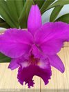 Laeliocattleya Colette Thurilet